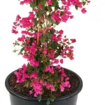Bouganbilliya red